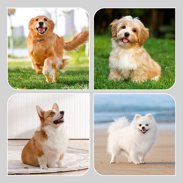 2 páry protišmykových nepremokavých ponožiek pre psov